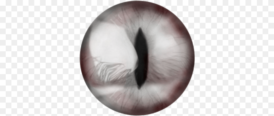 Vampire Lens Eyes Terror Halloween Silver Transparent White Eye Lens, Sphere, Accessories Free Png