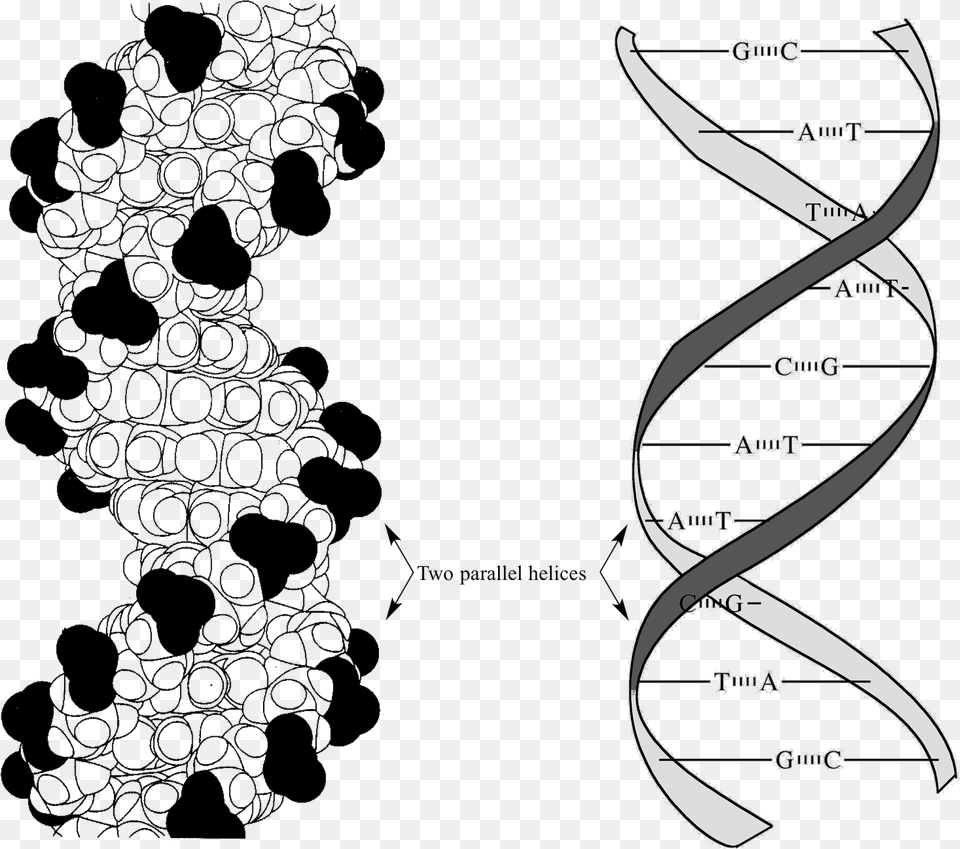 Van Der Waals Base Stacking Dna Free Png