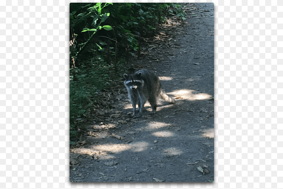 Vancouver Raccoon Guenon, Animal, Canine, Dog, Mammal Free Transparent Png