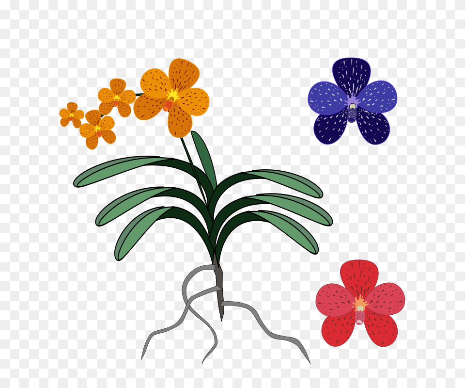 Vanda, Flower, Plant, Orchid, Pattern Free Png Download