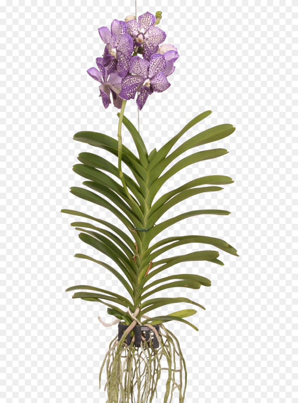 Vanda Lilac Starlight Vanda Lilac Starlight, Flower, Orchid, Plant, Petal Free Transparent Png