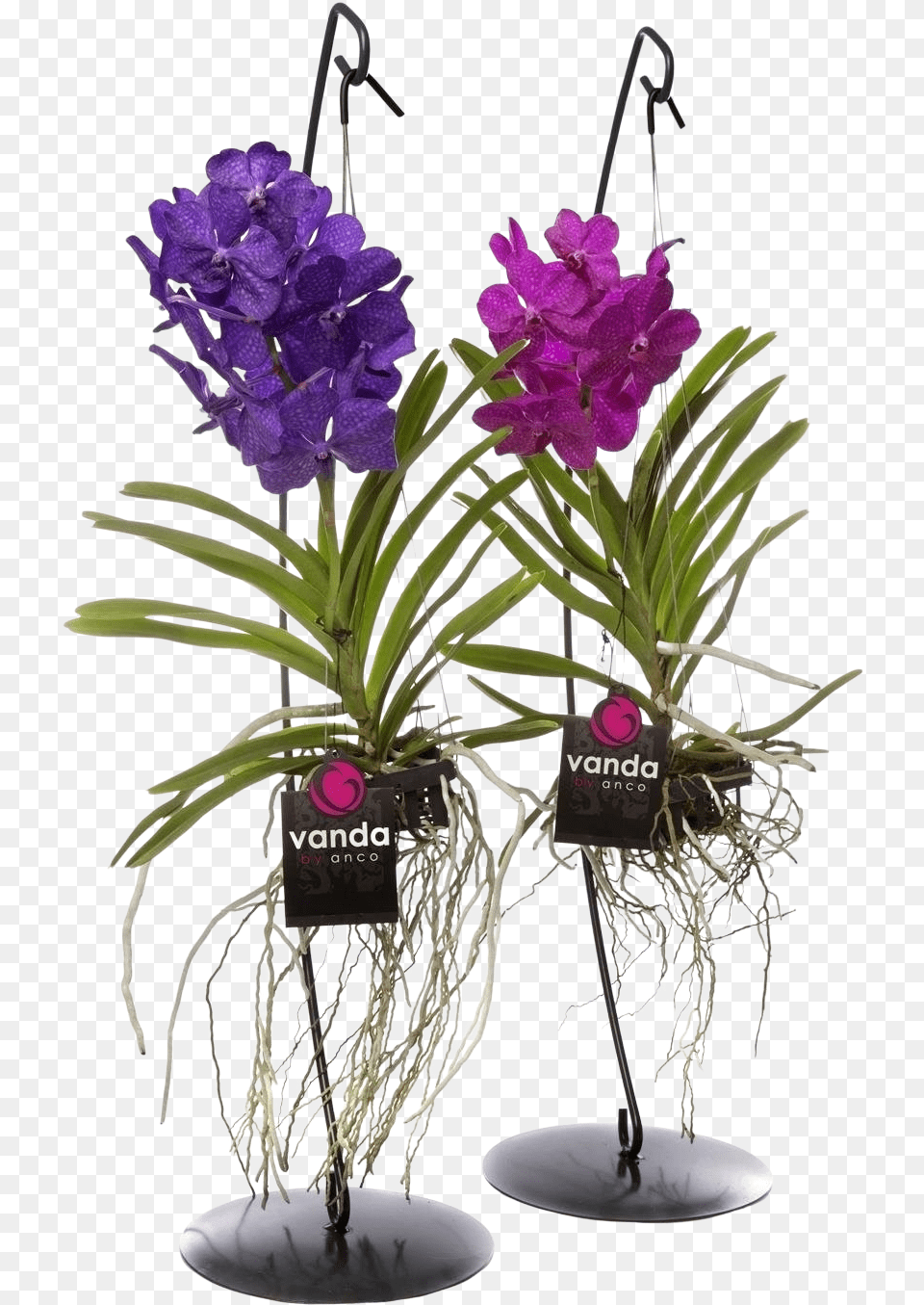 Vanda With Standard Vanda Orchidee, Flower, Flower Arrangement, Plant, Petal Png