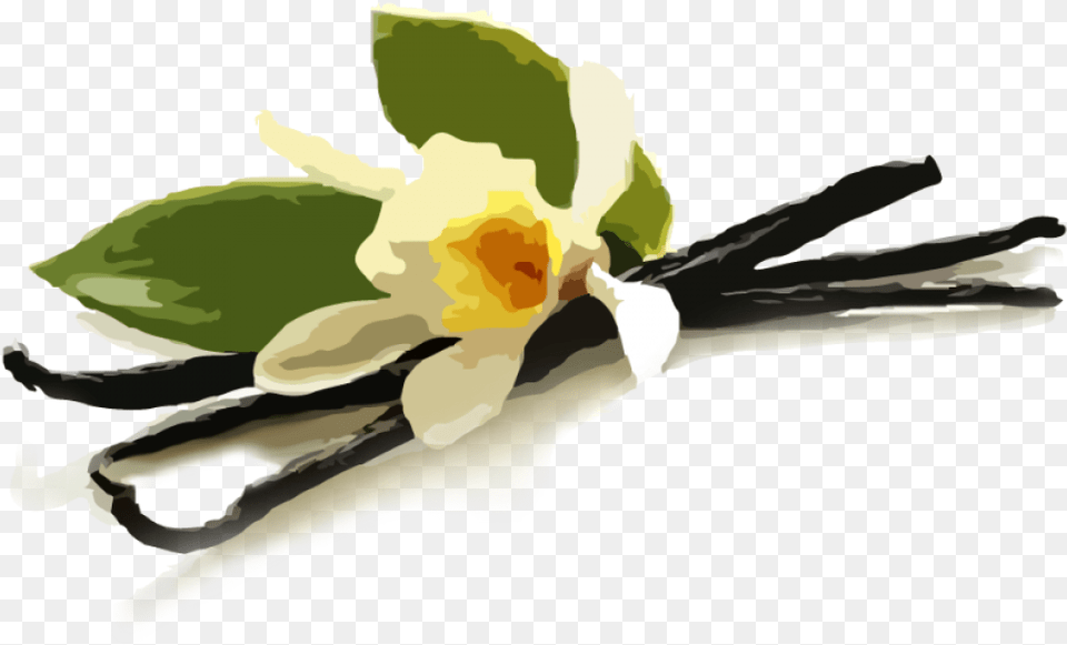 Vanilla, Flower, Plant, Flower Arrangement, Flower Bouquet Free Png