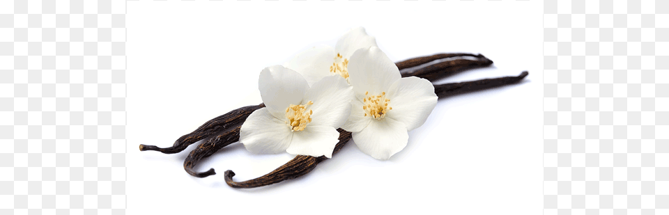 Vanilla, Anemone, Anther, Flower, Plant Free Png Download