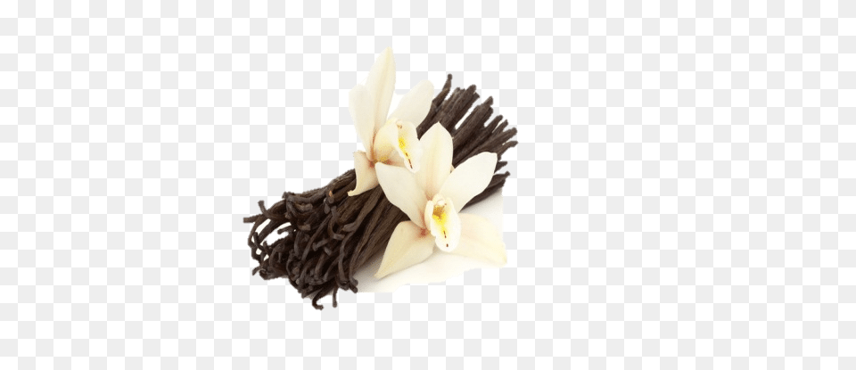 Vanilla Bean, Flower, Plant, Orchid, Flower Arrangement Free Png