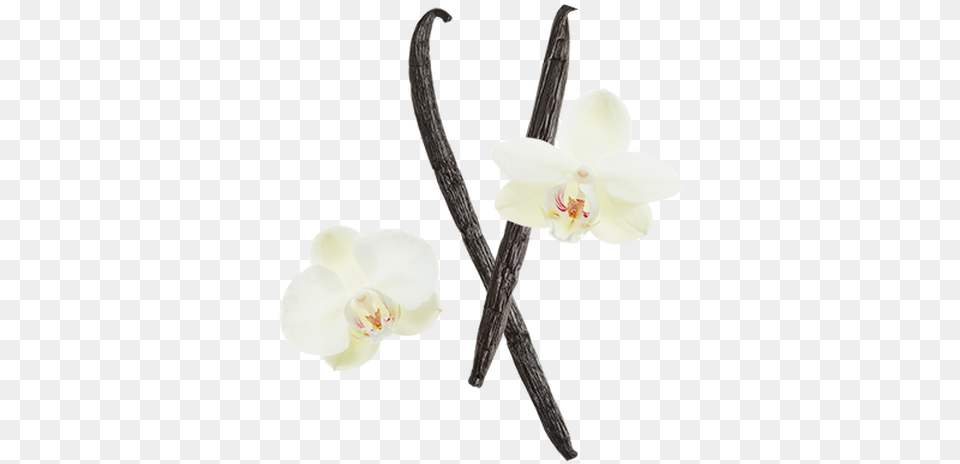 Vanilla Bean Artificial Flower, Orchid, Plant Free Transparent Png