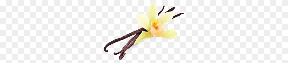 Vanilla Bean Clipart, Flower, Plant, Orchid, Daffodil Free Transparent Png