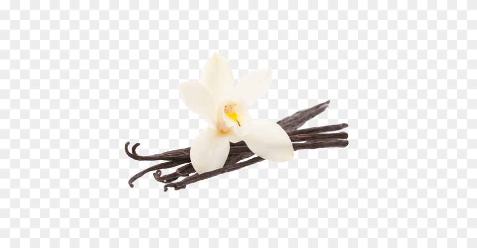 Vanilla Bean Flower, Plant, Orchid, Anther Free Png Download