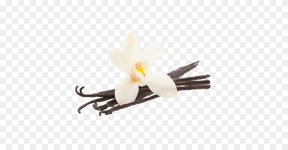 Vanilla Bean Flower, Plant, Orchid, Accessories Free Png Download