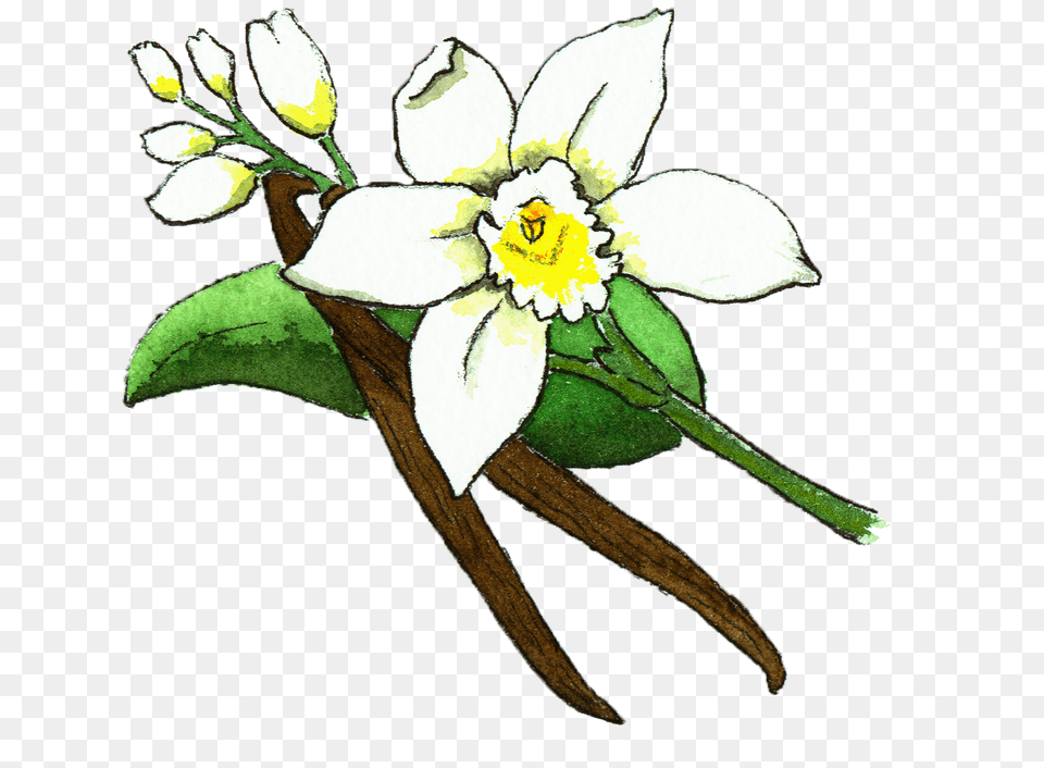 Vanilla Bean Flower Illustration Flower Vanilla Bean Vanilla, Daffodil, Plant, Anemone Free Png