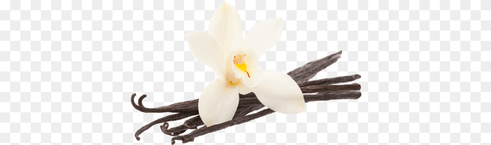 Vanilla Bean Flower Transparent Vanilla Bean Buttercream Scentsy, Plant, Orchid, Animal, Bird Png