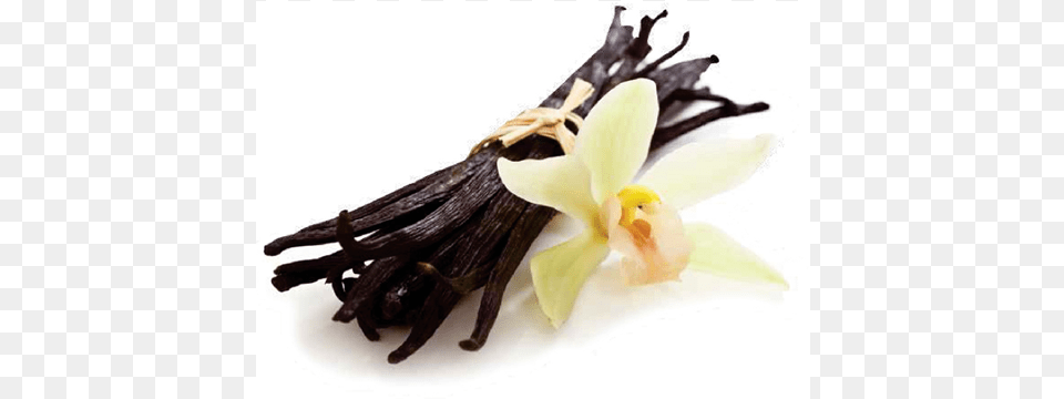 Vanilla Bean French Vanilla Fragrance Oil 4 Oz For Candle Amp, Flower, Plant, Orchid Free Transparent Png