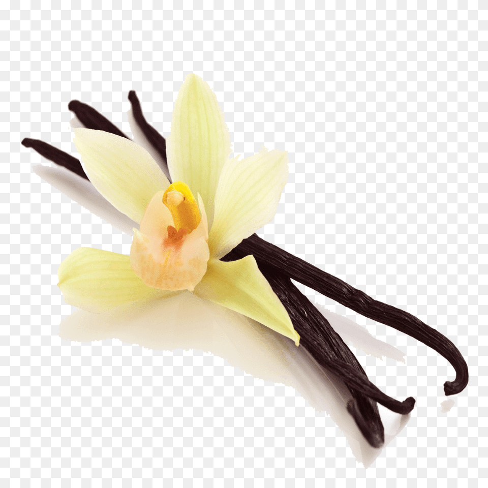 Vanilla Bean Picture, Flower, Plant, Orchid, Daffodil Free Png