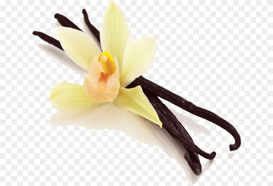 Vanilla Bean Picture Vanilla Beans, Flower, Plant, Orchid, Daffodil Free Transparent Png