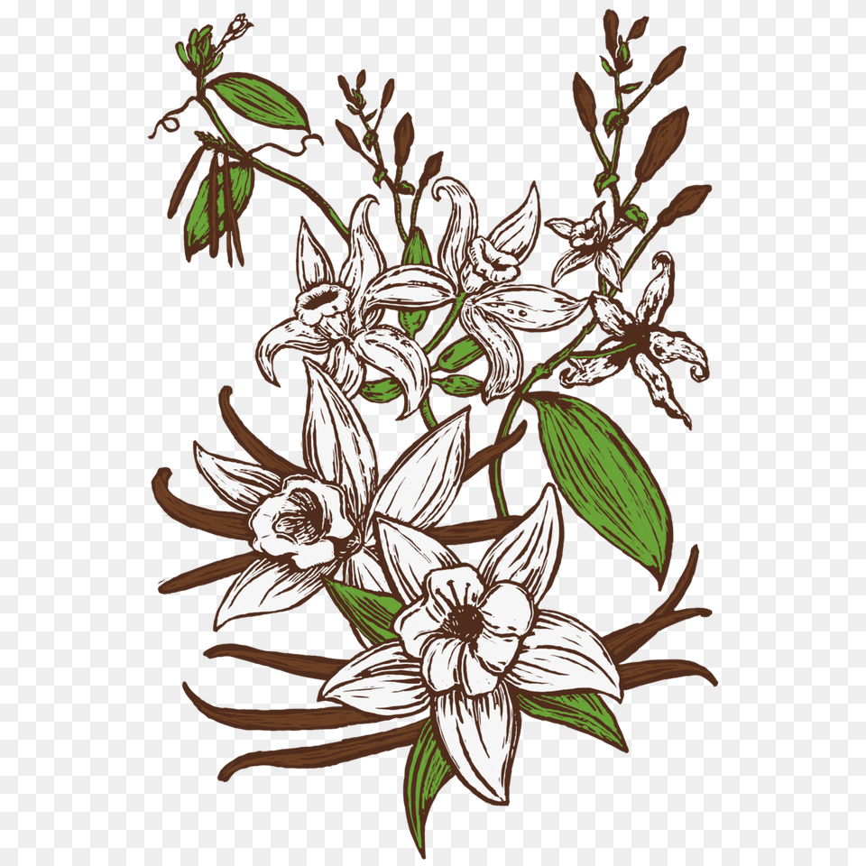 Vanilla Bean Stout Avery Brewing Co, Art, Floral Design, Flower, Graphics Free Png Download