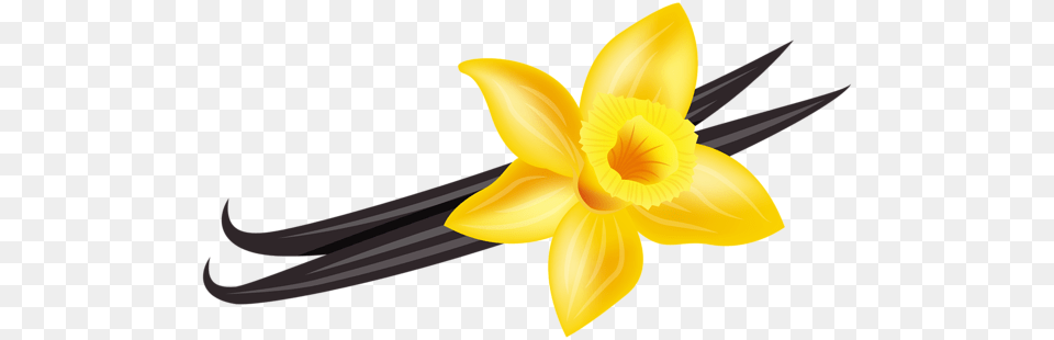 Vanilla Clip Art, Daffodil, Flower, Plant, Appliance Png
