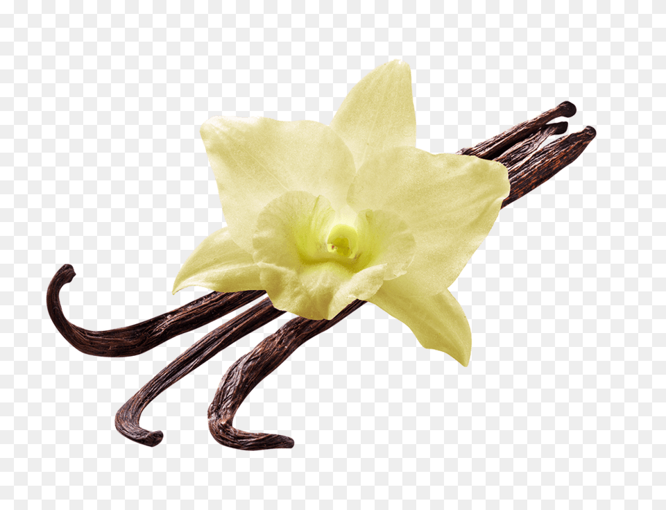 Vanilla Flower, Plant, Rose, Orchid, Daffodil Png Image