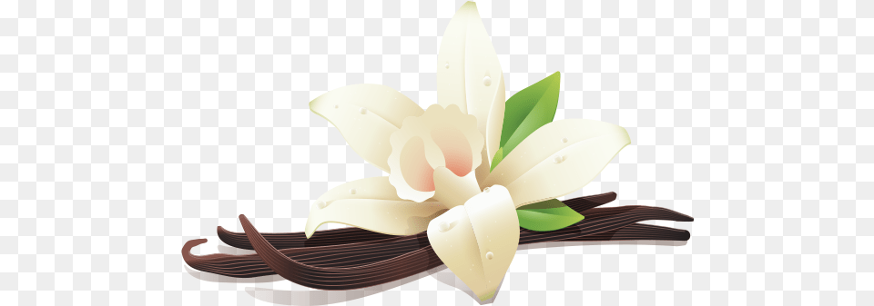Vanilla Flower And Three Beans Vanilla Beans Background, Plant, Flower Arrangement, Petal, Ceiling Fan Free Png Download