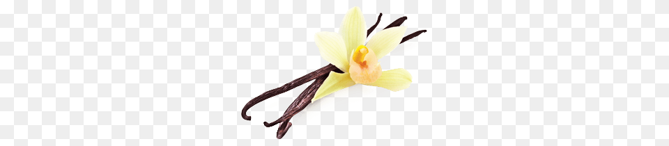Vanilla Flower Beans, Plant, Orchid, Daffodil, Anther Free Png