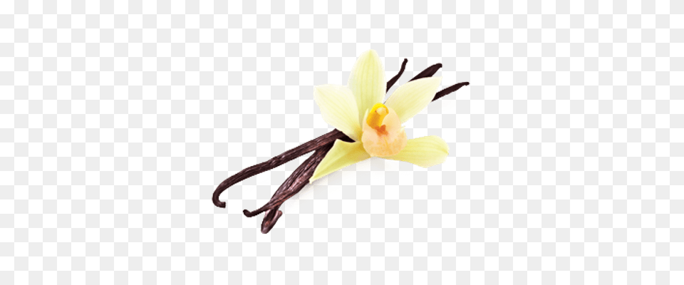 Vanilla Flower Beans Plant, Orchid, Anther, Daffodil Free Transparent Png