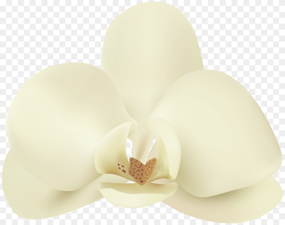 Vanilla Flower Clip Art, Orchid, Plant, Petal Free Transparent Png