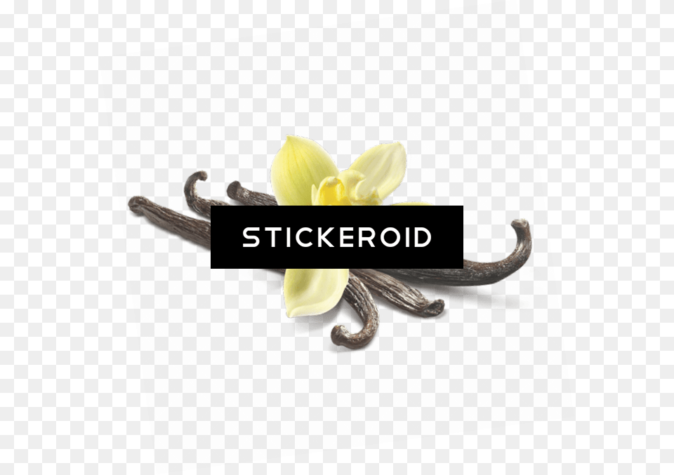 Vanilla Flower Clip Art With A Artificial Flower, Daffodil, Plant Free Png