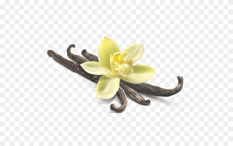 Vanilla Flower Closeup, Plant, Daffodil, Orchid, Animal Free Png