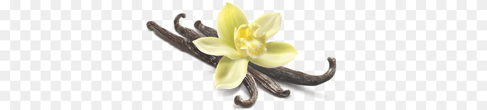 Vanilla Flower Closeup Transparent Vanilla Bean Flower, Plant, Daffodil, Orchid, Animal Free Png