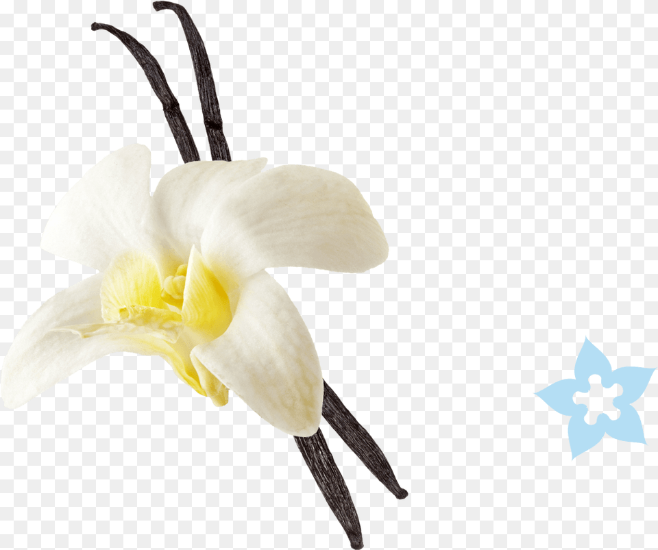 Vanilla Flower Picture Vanilla Ice Cream With Vanilla Flower, Plant, Orchid, Daffodil, Animal Png Image