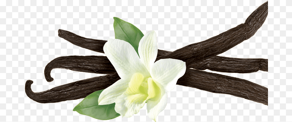 Vanilla Flower Picture Vanilla Meaning In Hindi, Plant, Orchid Free Transparent Png
