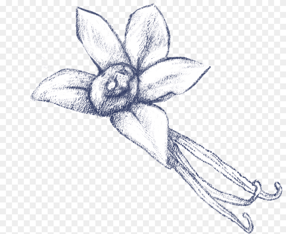 Vanilla Flower Sketch, Accessories, Plant, Art, Jewelry Free Png