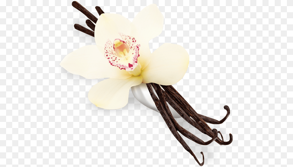 Vanilla Flower Vanilla, Orchid, Plant, Anther, Petal Free Transparent Png