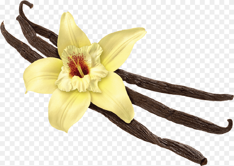 Vanilla Flower Vanilla, Plant, Anther, Daffodil, Orchid Png Image