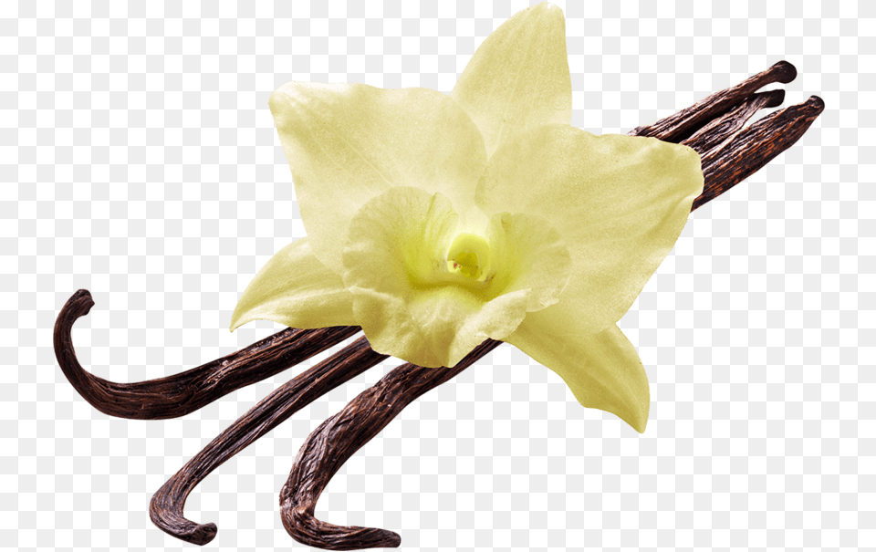 Vanilla Flower Vanilla Flower, Plant, Daffodil, Orchid, Rose Free Png Download