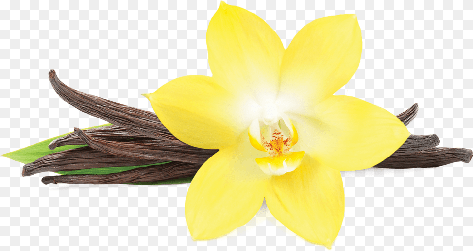 Vanilla Flower Vanilla Flower, Plant, Daffodil Free Transparent Png