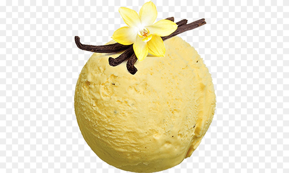 Vanilla Flower Vanilla Plant Extract Vippng Vanilla, Cream, Dessert, Food, Ice Cream Png Image