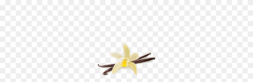 Vanilla Ice Cream Pint Dazs, Anther, Flower, Plant, Orchid Free Transparent Png