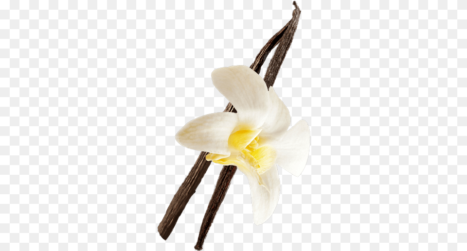 Vanilla Lily, Flower, Plant, Orchid, Daffodil Free Png Download