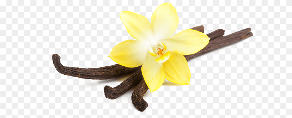 Vanilla Pluspng Vanilla, Flower, Plant, Daffodil, Orchid Free Png