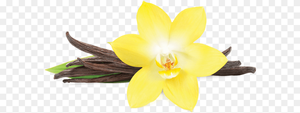 Vanilla Pluspng Vanilla Flower Picture Transparent, Plant, Daffodil Png Image