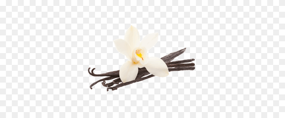 Vanilla Powder Transparent, Flower, Plant, Accessories, Anther Png