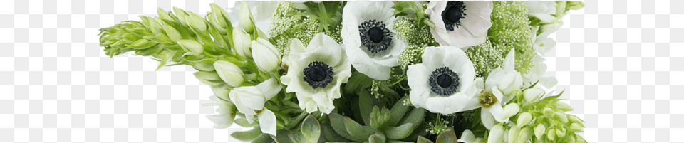 Vanilla Sky African Daisy, Flower, Flower Arrangement, Plant, Anemone Free Png