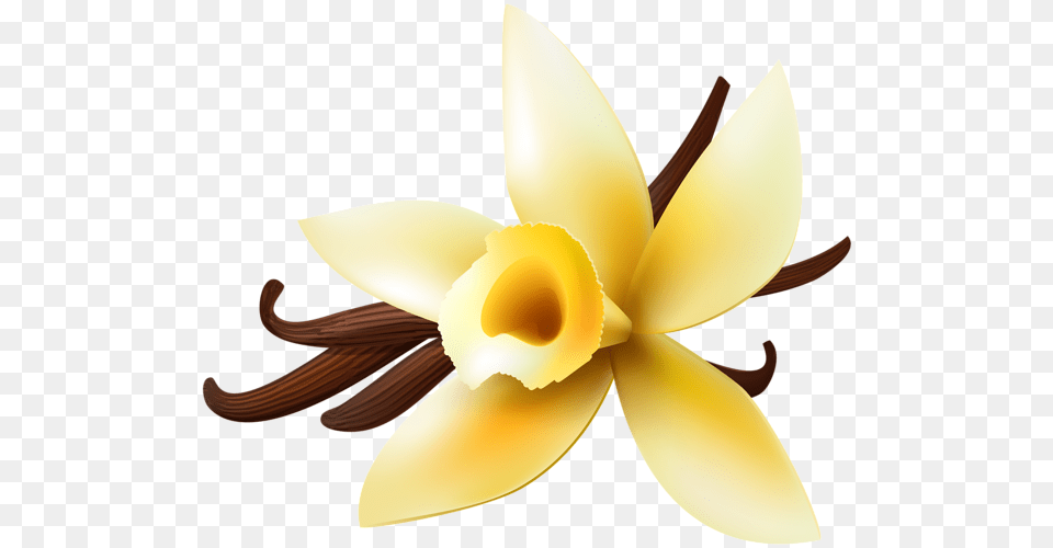 Vanilla Transparent Clip Art, Flower, Plant, Daffodil, Appliance Free Png Download