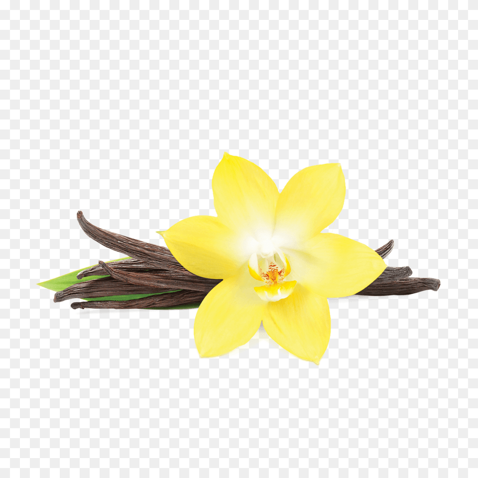 Vanilla Transparent Vanilla Images, Flower, Plant, Daffodil Free Png