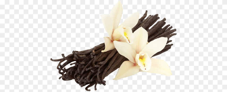 Vanilla Vanilla Flower And Beans Full Size French Vanilla, Plant, Orchid, Flower Arrangement Png Image
