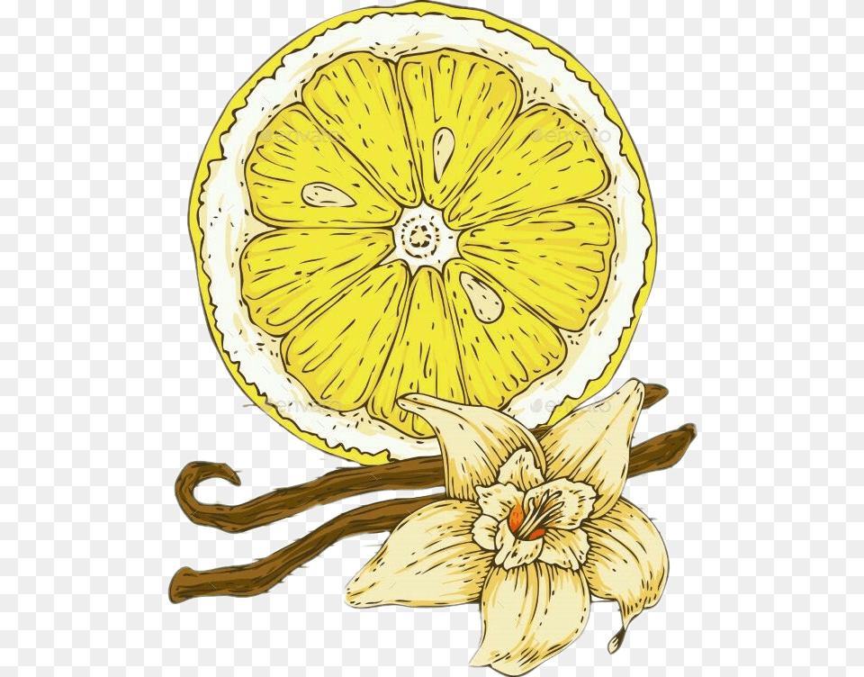 Vanilla Vanillaflower Lemon, Citrus Fruit, Food, Fruit, Plant Free Png Download