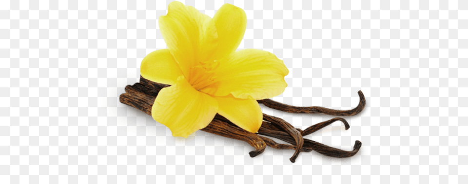 Vanille Vanille, Flower, Plant, Daffodil, Animal Free Transparent Png
