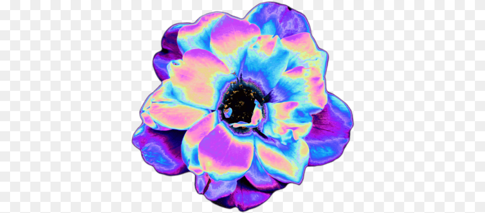 Vaporwave Cut Flowers Tumblr Vaporwave Aesthetic Flowers, Anemone, Flower, Geranium, Purple Free Transparent Png