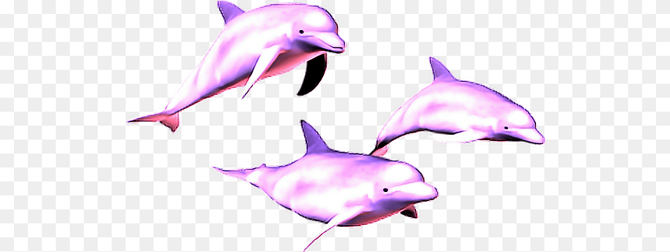 Vaporwave Dolphin Image Vaporwave Aesthetic Dolphin, Animal, Mammal, Sea Life, Fish Free Png Download
