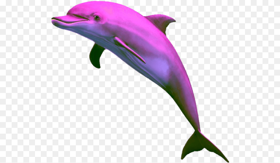 Vaporwave Dolphin Purple Aesthetic Dolphin, Animal, Mammal, Sea Life, Plant Free Png Download